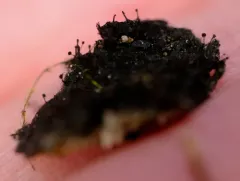 Sorocybe resinae thumbnail 2