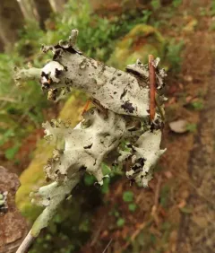 Arnold's Parmotrema Lichen thumbnail 2