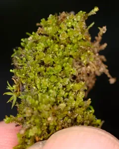 Red Flapwort thumbnail 2
