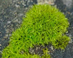 mountain pincushion thumbnail 3