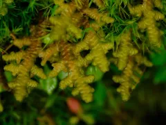 Porella roellii thumbnail 3