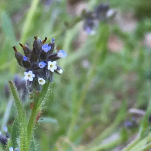 Changing Forget-me-not