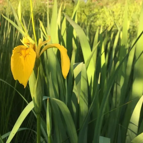 Yellow Iris