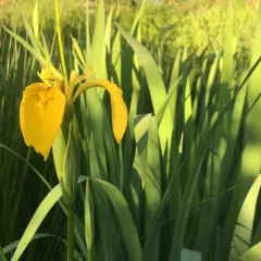 Yellow Iris thumbnail 1