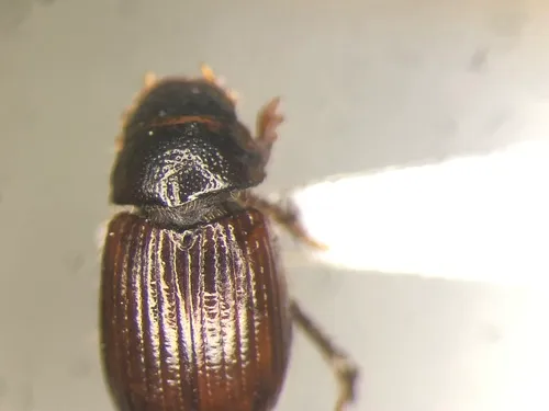Aegialia opifex