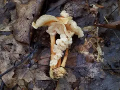 Carcinomyces effibulatus thumbnail 3