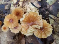 Marasmius submarginatus thumbnail 2