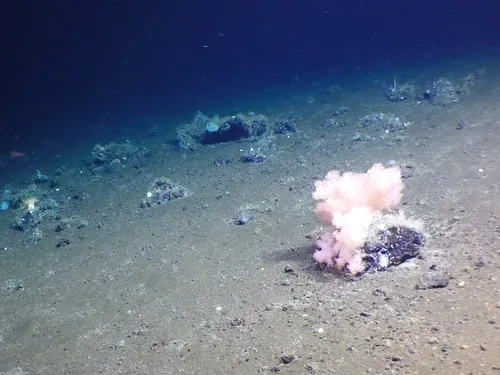 Deep-sea Carnation Coral