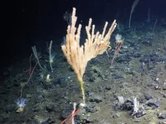 Shaggy Bamboo Coral thumbnail 3