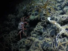 Scarlet King Crab thumbnail 3