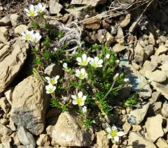Serpentine Stitchwort thumbnail 2