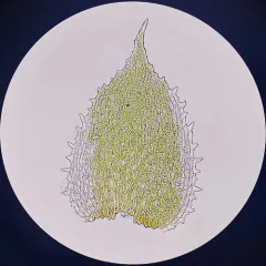 Siberian Myurella Moss thumbnail 4