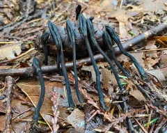 Trichoglossum variabile thumbnail 2