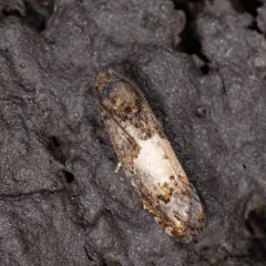 Glenn's Epiblema thumbnail 3