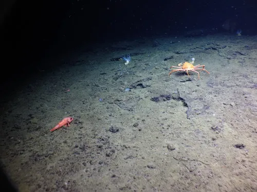 Triangle Tanner Crab