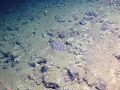 Deepsea Sole thumbnail 2