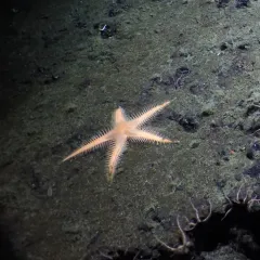 Nearchaster aciculosus thumbnail 2