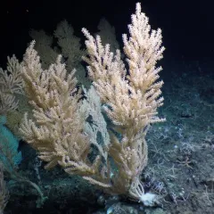 Pacific red tree coral thumbnail 4