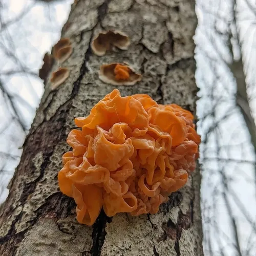 golden ear