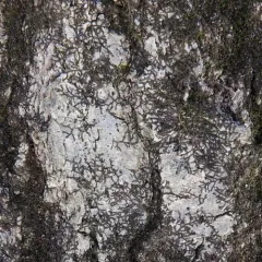New York Scalewort thumbnail 3