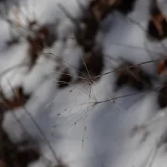 yellow pimpernel thumbnail 2