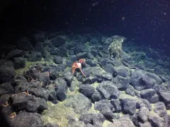 Paralomis verrilli thumbnail 2