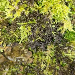 Antlered Jellyskin Lichen thumbnail 4