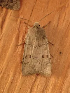 Abagrotis erratica thumbnail 1