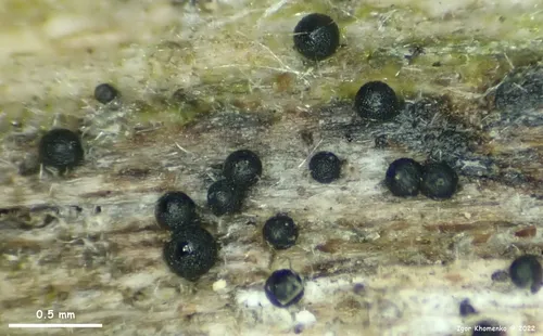 Melanopsamma pomiformis