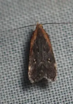 Coneflower Moth thumbnail 3