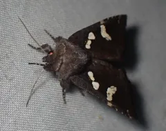 Culver's Root Borer Moth thumbnail 3