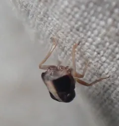 Bruchomorpha dorsata thumbnail 2
