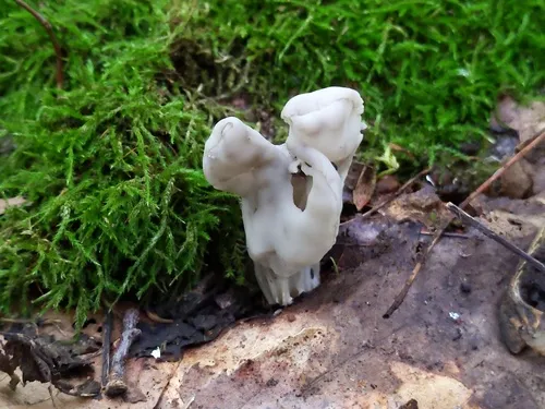 Helvella sulcata