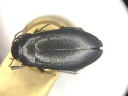 Narrow Predaceous Diving Beetle