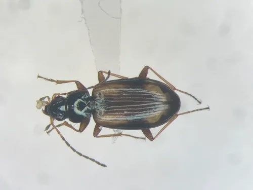 Dry-field Bembidion Beetle
