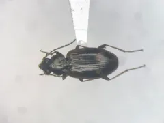 Bembidion incrematum thumbnail 2