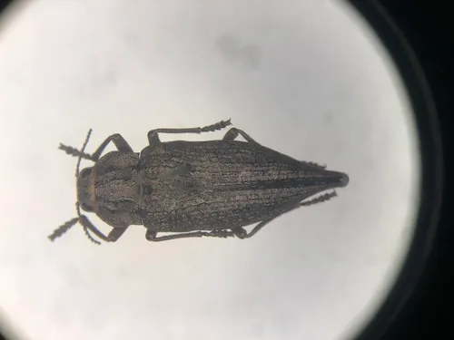 Dicerca lugubris