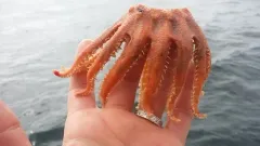 Grooved Sun Star thumbnail 4