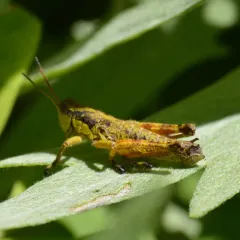 Willamette Wingless Grasshopper thumbnail 2