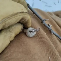 Hackberry Petiole Gall Psyllid thumbnail 3