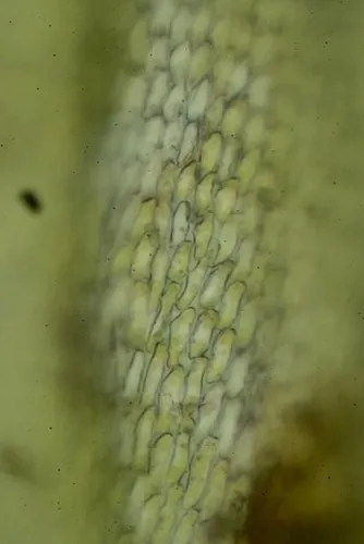 Pseudoleskea atricha