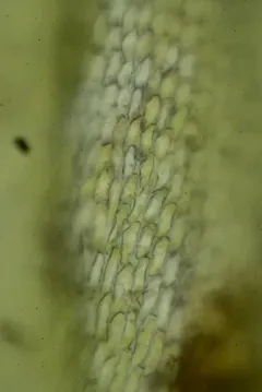 Pseudoleskea atricha thumbnail 1