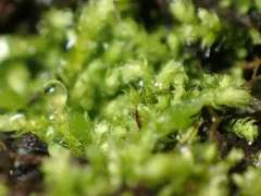 Bolander's claopodium moss thumbnail 3