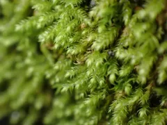 Whipple's claopodium moss thumbnail 2