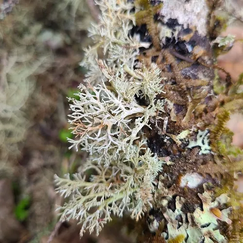 Tuckerman's Coral Lichen