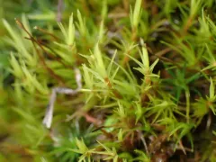 Howell's Dicranum Moss thumbnail 3