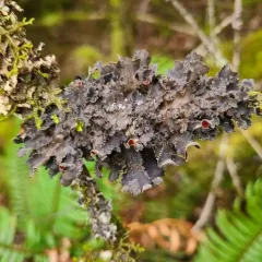 Fringed Kidney Lichen thumbnail 2