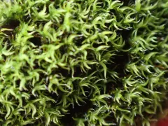 Twisted Grimmia thumbnail 3
