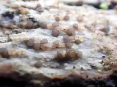 Xylographa hians thumbnail 1