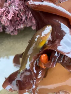 Spotted Snailfish thumbnail 4
